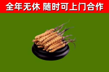 黄冈回收冬虫夏草