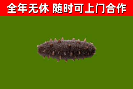 黄冈回收海参干